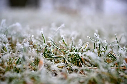 How to Prepare Your Lawn for Winter: Pro Tips from Rocky Mountain Fertilizer